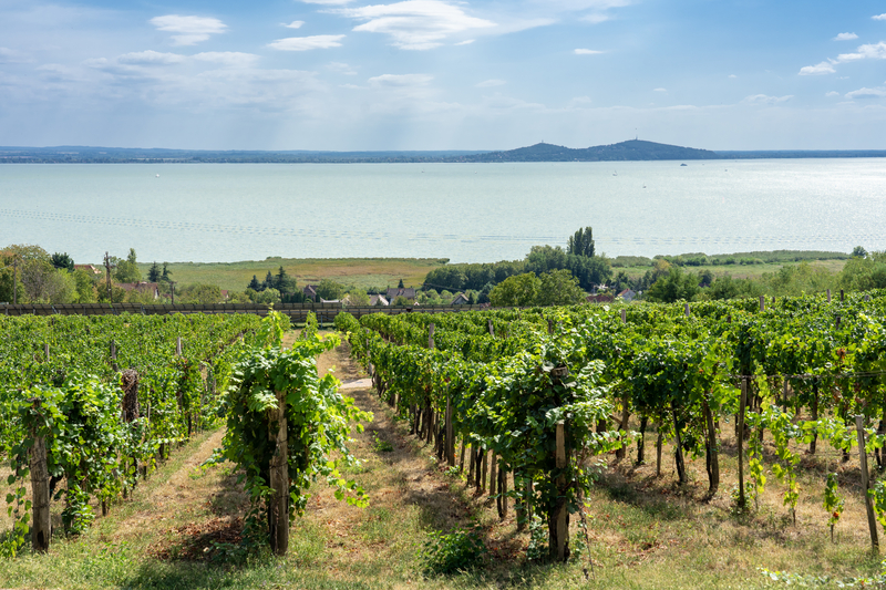 Balaton wine region