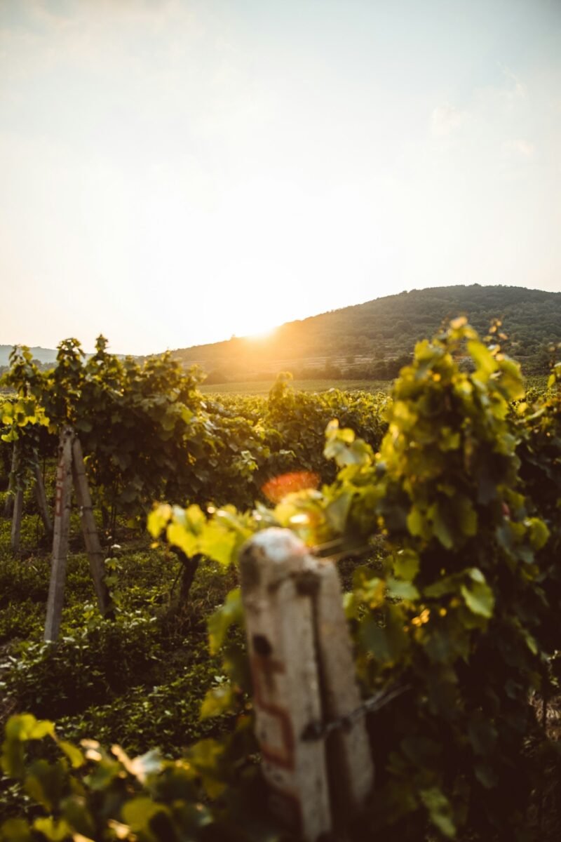 hungarian vineyard in sunrise