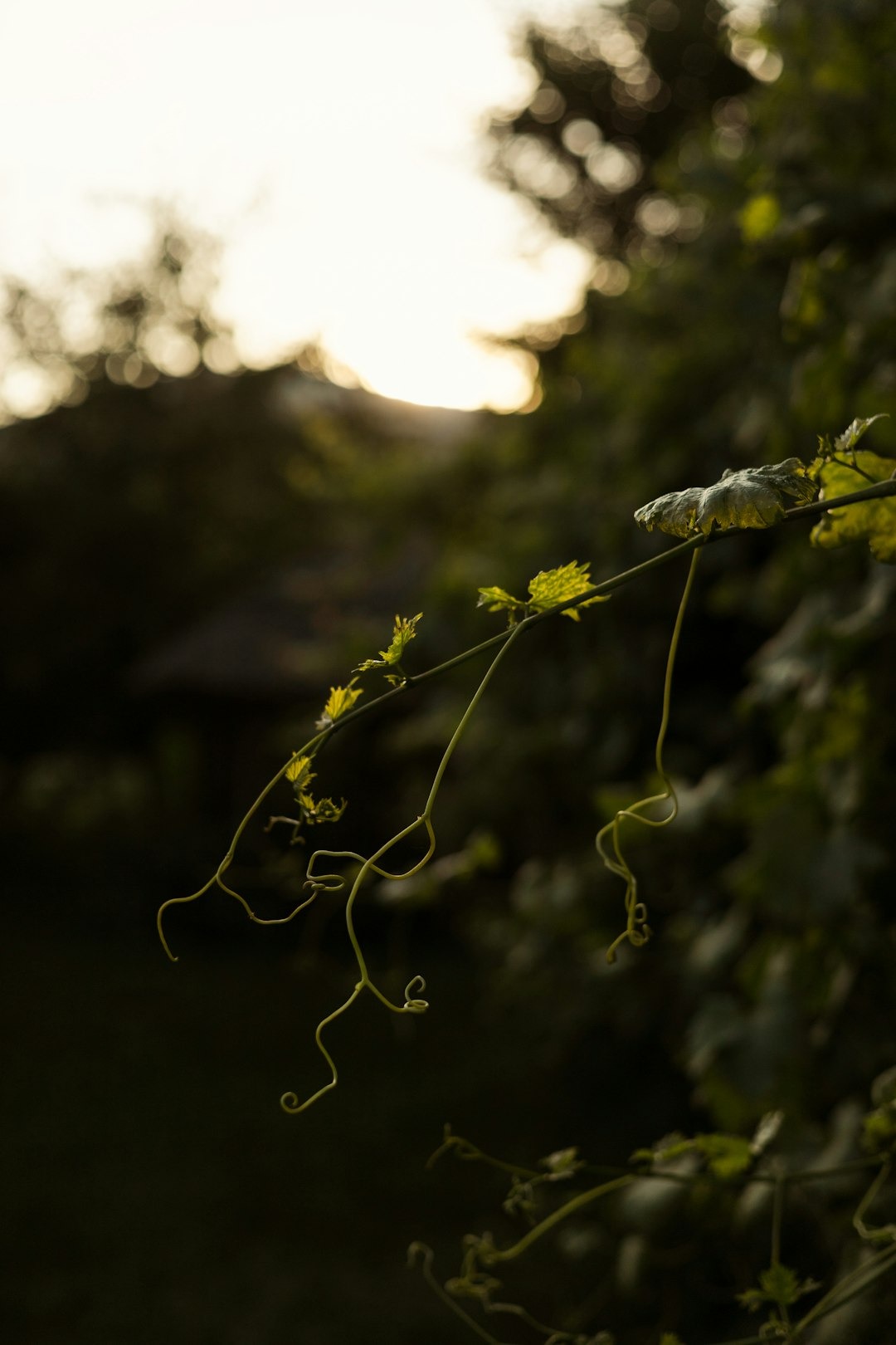 details of wine grape plant