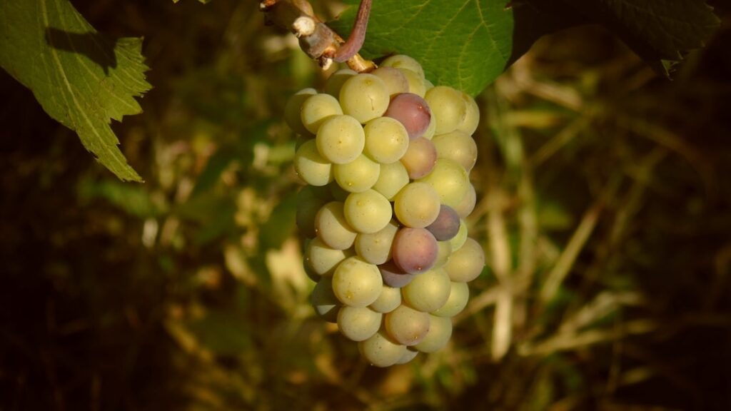 image of furmint grape