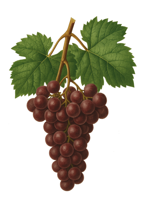 illustration of furmint grape, native hungarian grape