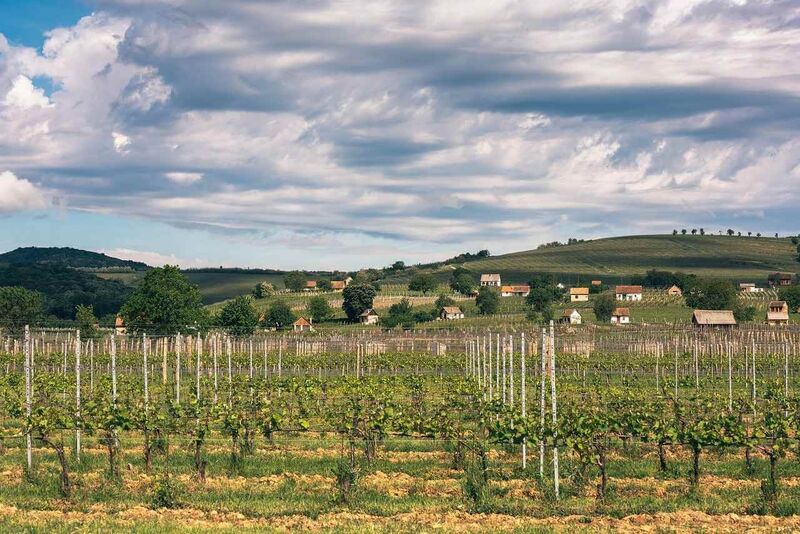 pannonhalma wine region