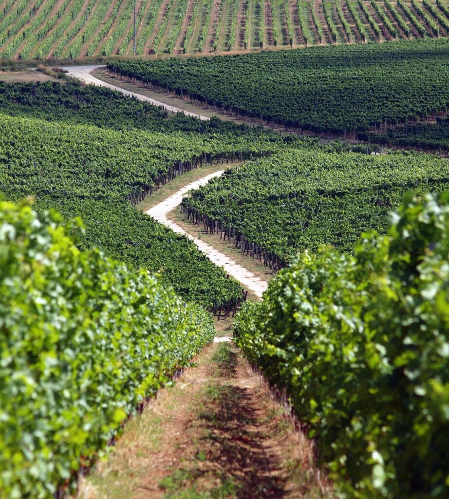 szekszard vineyard