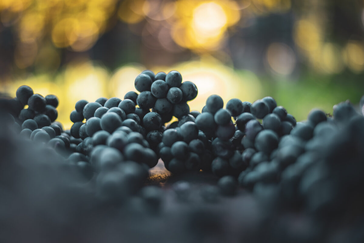 blue grapes