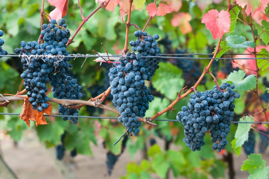 kadarka vines