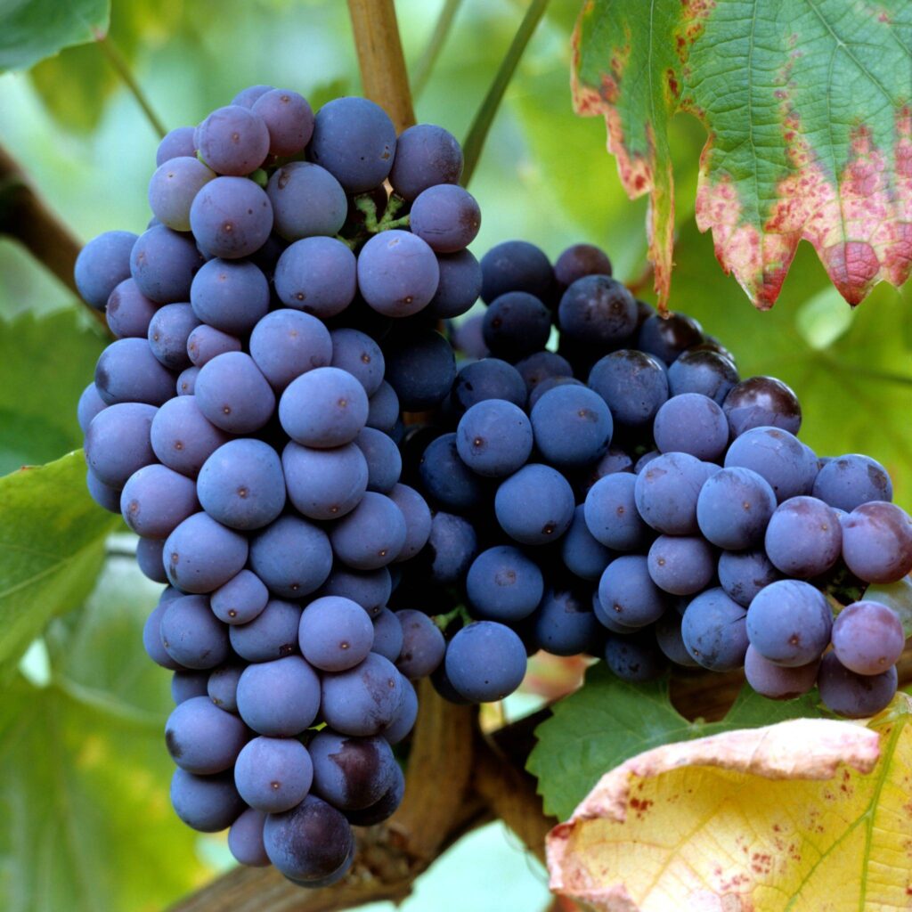 kekfrankos grapes