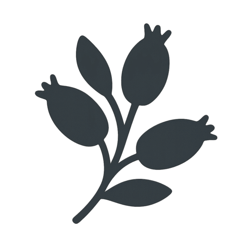 illustration of rosehip
