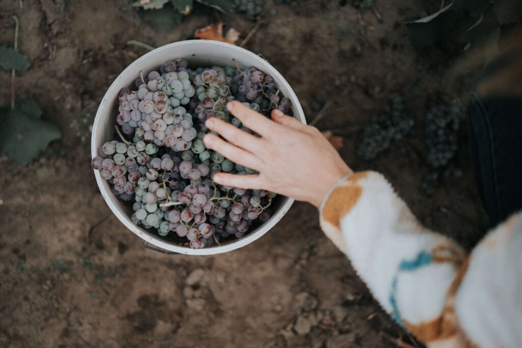 grapes with hand